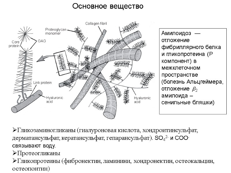 Амилоидоз  — отложение фибриллярного белка и гликопротеина (Р компонент) в межклеточном пространстве (болезнь